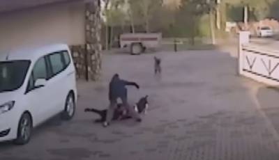 Разъяренные бойцовские псы напали на троих детей, фото: в ход пошло оружие, детали - politeka.net - Херсонская обл. - Нападение