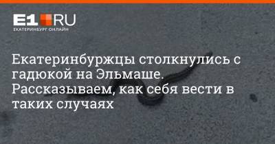 Екатеринбуржцы столкнулись с гадюкой на Эльмаше. Рассказываем, как себя вести в таких случаях - e1.ru - Екатеринбург - Экология