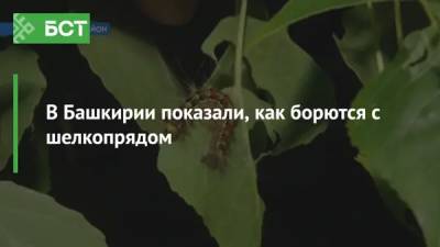 В Башкирии показали, как борются с шелкопрядом - bash.news - Башкирия