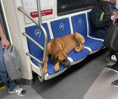 Дептранс попросил москвичей найти владельца собаки, потерявшейся в метро - vm.ru - Москва