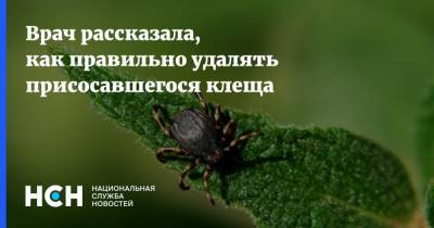 Врач рассказала, как правильно удалять присосавшегося клеща - nsn.fm
