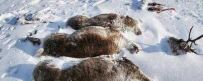 В Россельхознадзоре объяснили причину массовой гибели оленей на Камчатке - runews24.ru - Камчатский край - Чукотка