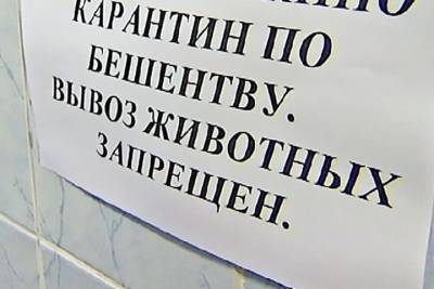 В одном из районов Ивановской области введен карантин по бешенству - mkivanovo.ru - Ивановская обл.