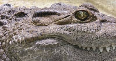 В США аллигатор променял жизнь в болоте на пляжный отдых - ren.tv - Техас - штат Луизиана