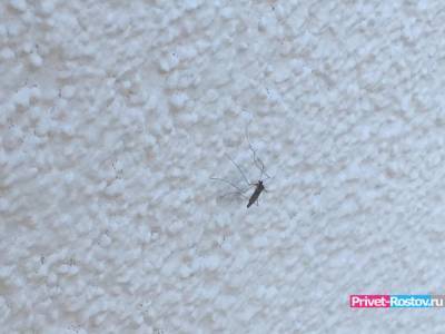 Массово убивать комаров передумали в Батайске - privet-rostov.ru - Батайск