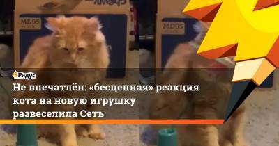 Не впечатлён: «бесценная» реакция кота на новую игрушку развеселила Сеть - ridus.ru