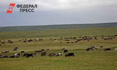 Ямал снизил поставки оленины за границу - fedpress.ru - Салехард