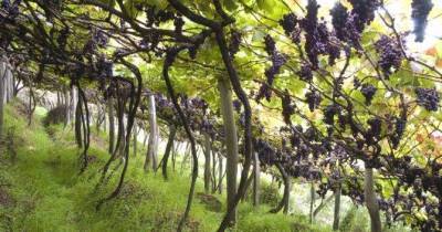 Винная дипломатия: в Украине впервые пройдет Wines of Portugal Grand Tasting 2021 - skuke.net - Украина - Португалия - Новости