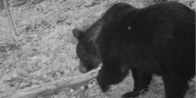 В Прикарпатье голодные медведи убивают домашний скот, ломают улья и могут встретиться с туристами - ТЕЛЕГРАФ - telegraf.com.ua - район Коломыйский - район Косовский
