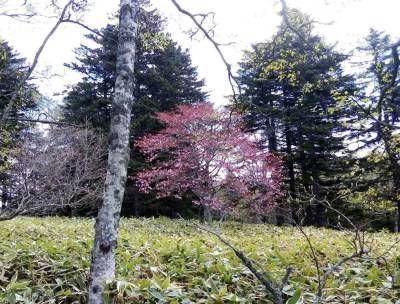 На Курилах наблюдают, как отцветает дикая вишня - sakhalin.info - Япония