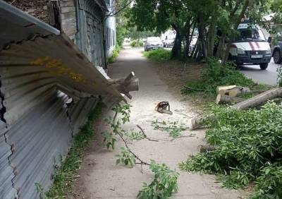 Спасатели распилили упавшее на улице Чапаева дерево - ya62.ru - Рязань