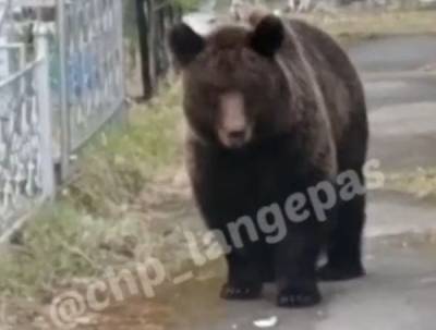 В ХМАО медведи повадились ходить на местное кладбище - znak.com - Югра - Нижневартовск - Лангепас