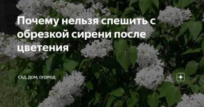 Почему нельзя спешить с обрезкой сирени после цветения - skuke.net