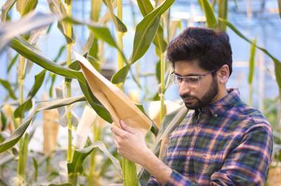 Ученые нашли способ вывести кукурузу, которой понадобится меньше воды - agroportal.ua - Украина