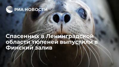 Спасенных в Ленинградской области тюленей выпустили в Финский залив - ria.ru - Ленинградская обл. - Санкт-Петербург - Усть-Луга