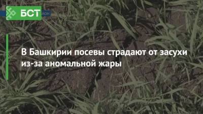 В Башкирии посевы страдают от засухи из-за аномальной жары - bash.news - Башкирия