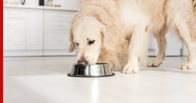 На что обращать внимание при выборе корма для собаки, рассказал специалист - profile.ru