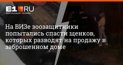 На ВИЗе зоозащитники попытались спасти щенков, которых разводят на продажу в заброшенном доме - e1.ru - Екатеринбург