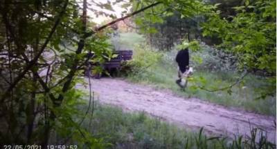 В Дахновском лесничестве фотоловушка зафиксировала мужчин, выбросивших прицеп мусора в лес - lenta.ua - Черкасская обл. - Черкесск