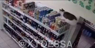 В Одессе кот прыгнув на стеллаж разбил бутылок с алкоголем на несколько тысяч гривен, видео - ТЕЛЕГРАФ - telegraf.com.ua - Одесса