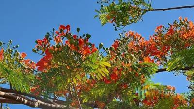 В Израиле зацвело огненное дерево - vesty.co.il