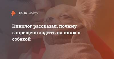 Владимир Голубев - Кинолог рассказал, почему запрещено ходить на пляж с собакой - ren.tv