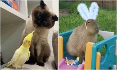 30 нелепых и милых фото с животными, которые зарядят позитивом - skuke.net - Интересно
