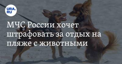 МЧС России хочет штрафовать за отдых на пляже с животными - ura.news