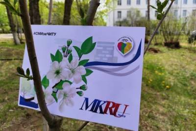 Журналисты высади венгерскую сирень возле детской больницы в Чите - mk.ru - Чита