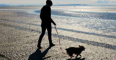 В МЧС пригрозили штрафами за отдых с животными на пляже - reendex.ru