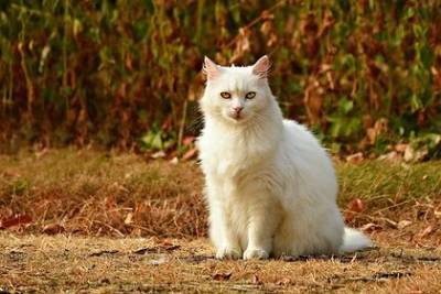 В Северной Корее приказали уничтожить кошек и голубей из-за коронавируса - lenta.ru - КНДР