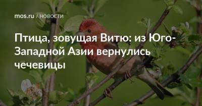 Птица, зовущая Витю: из Юго-Западной Азии вернулись чечевицы - mos.ru - Москва