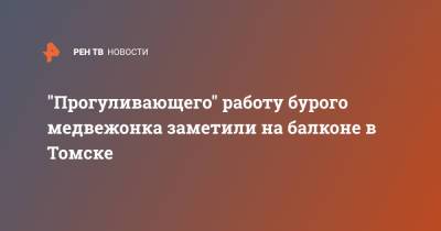 "Прогуливающего" работу бурого медвежонка заметили на балконе в Томске - ren.tv - Уфа - Томск