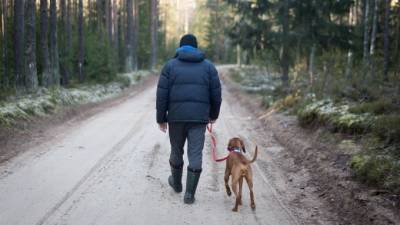 Пес нашел человеческие останки в поле рядом с Колтушским шоссе - piter.tv - Ленобласть