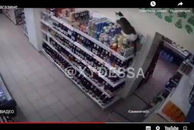 В Одессе кот разгромил супермаркет - kp.ua - Украина - Одесса