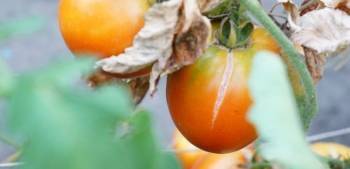 Почему трескаются плоды помидоров? - skuke.net