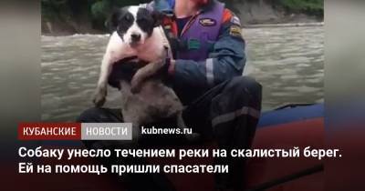 Собаку унесло течением реки на скалистый берег. Ей на помощь пришли спасатели - kubnews.ru - респ. Адыгея