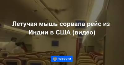 Анна Лысенко - Летучая мышь сорвала рейс из Индии в США (видео) - news.mail.ru - Нью-Дели