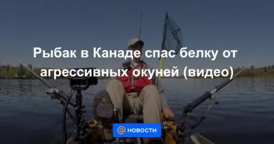 Анна Лысенко - Рыбак в Канаде спас белку от агрессивных окуней (видео) - news.mail.ru - Canada