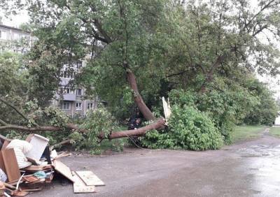 В спальном районе Рязани рухнуло дерево и оборвало провода - ya62.ru - Рязань