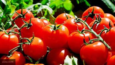 Садоводам рассказали о народных средствах, которые помогают вырастить рассаду помидоров - newinform.com