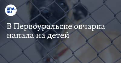 В Первоуральске овчарка напала на детей - ura.news - Первоуральск