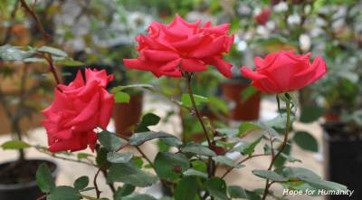 Морозостойкие канадские розы: какой сорт выбрать и как правильно ухаживать - skuke.net