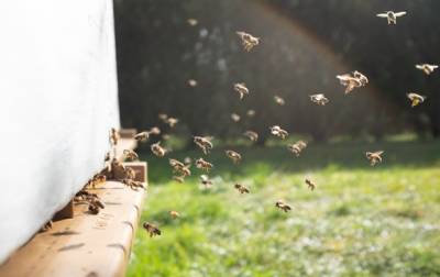 В Нидерландах провели четвертую национальную перепись пчел - korrespondent.net - Голландия