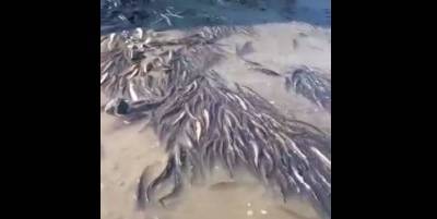На берегу Охотского моря косяк наваги оказался в ловушке на мелководье - видео - ТЕЛЕГРАФ - telegraf.com.ua - Россия - Магадан