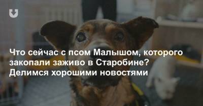 Что сейчас с псом Малышом, которого закопали заживо в Старобине? Делимся хорошими новостями - news.tut.by - Минск