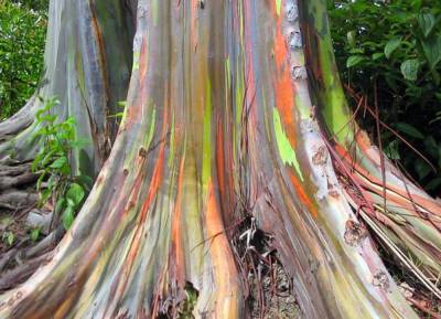 Интересный факт: Как выглядит самое яркое дерево на планете? (фото) - vchaspik.ua - Украина - Филиппины - Индонезия - Папуа Новая Гвинея