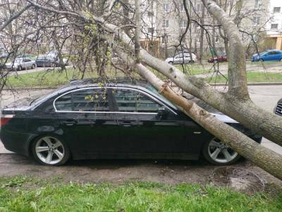 В Минске от сильного ветра падают деревья - naviny.by - Минск