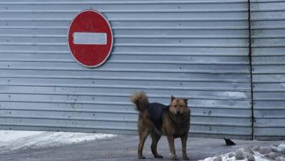 Более 100 укусов: в Мурманске бродячие собаки напали на школьницу - dp.ru - респ. Коми - Мурманск - Печоры - Ухта