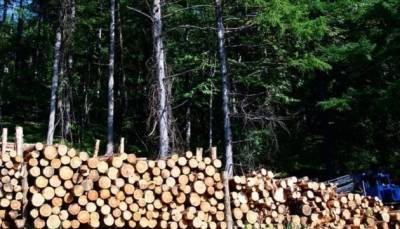 Андрей Малеваный - Вырубка леса нанесла свыше 50 млн гривен убытков — Госэкоинспекция - hubs.ua - Экология